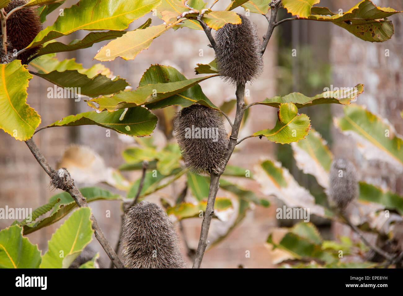 Old Man Banksia (Banksia Serrata) an der Paddington Reservoir Gardens
