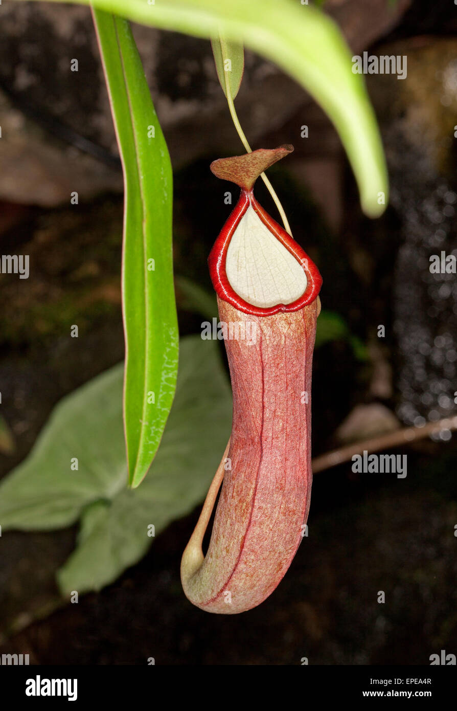Nepenthes 'Laterne', fleischfressenden Insekten fressende Schlauchpflanze, mit Smaragd grünes Blatt vor einem dunklen Hintergrund rote hängenden Krug Stockfoto