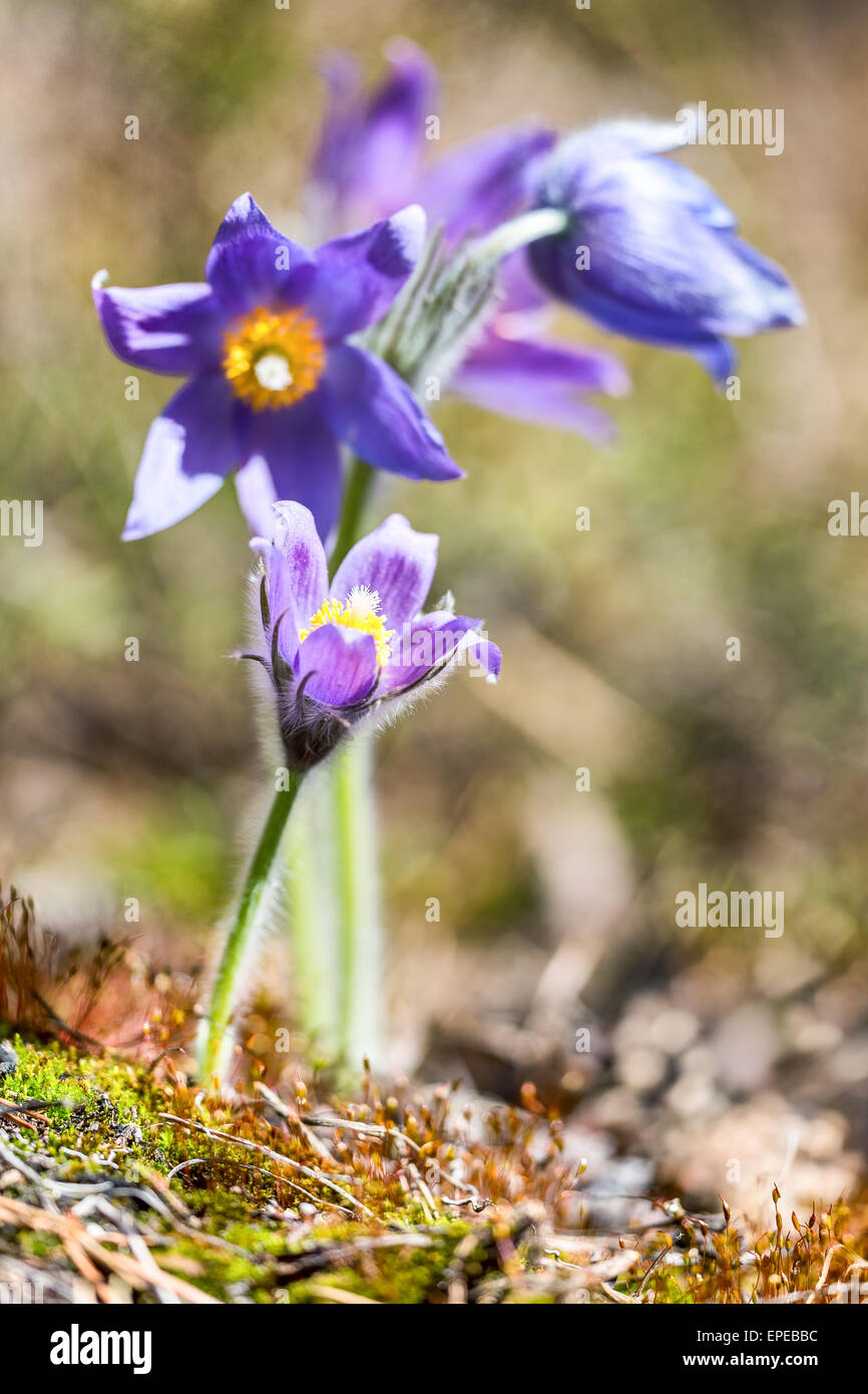 Eine seltene finnische Blume in voller Blüte, Kalvola, Hämeenlinna, Finnland, Europa, EU Stockfoto