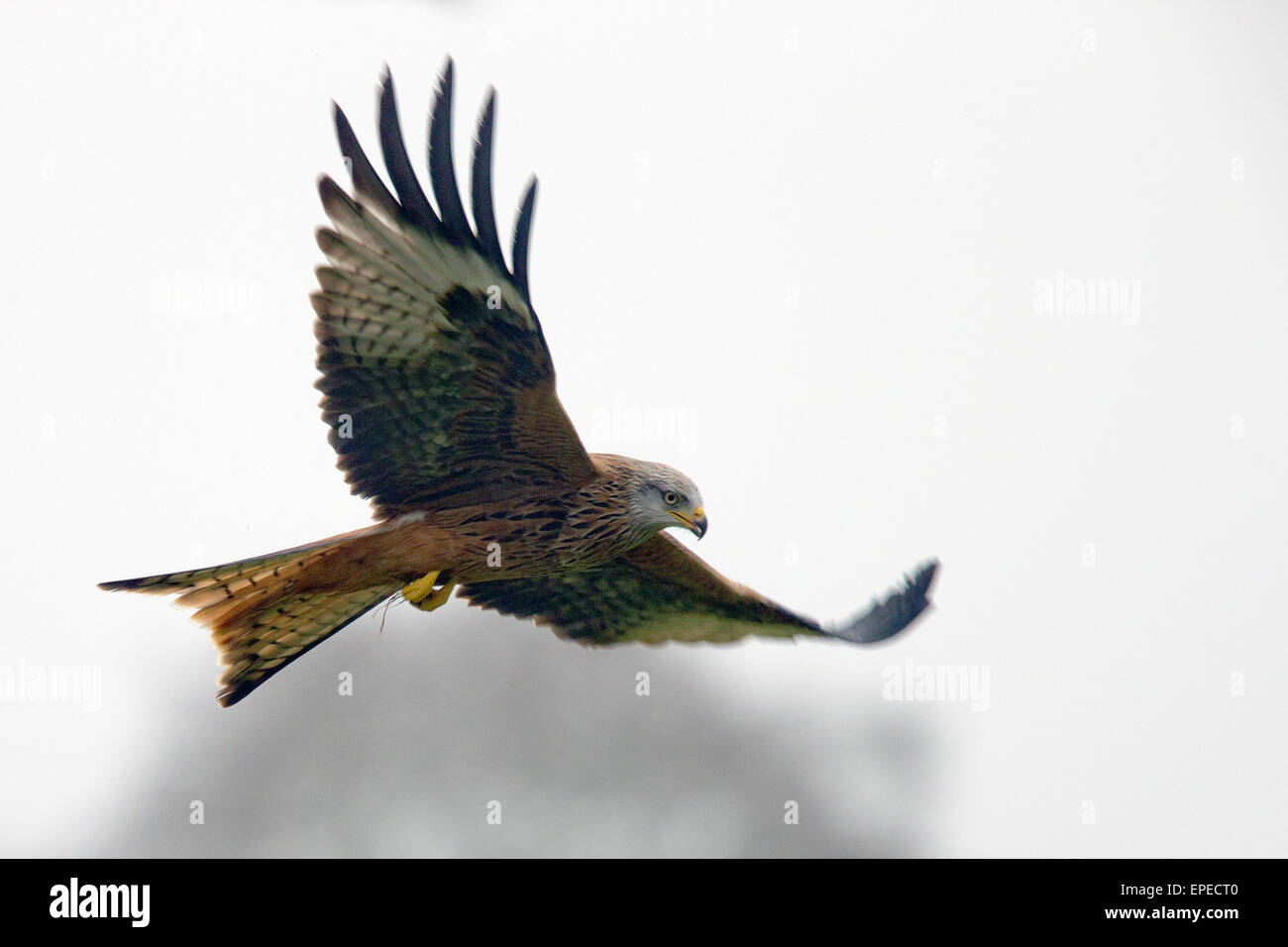 Rotmilan im Flug, Rhayader, Wales, UK. Stockfoto