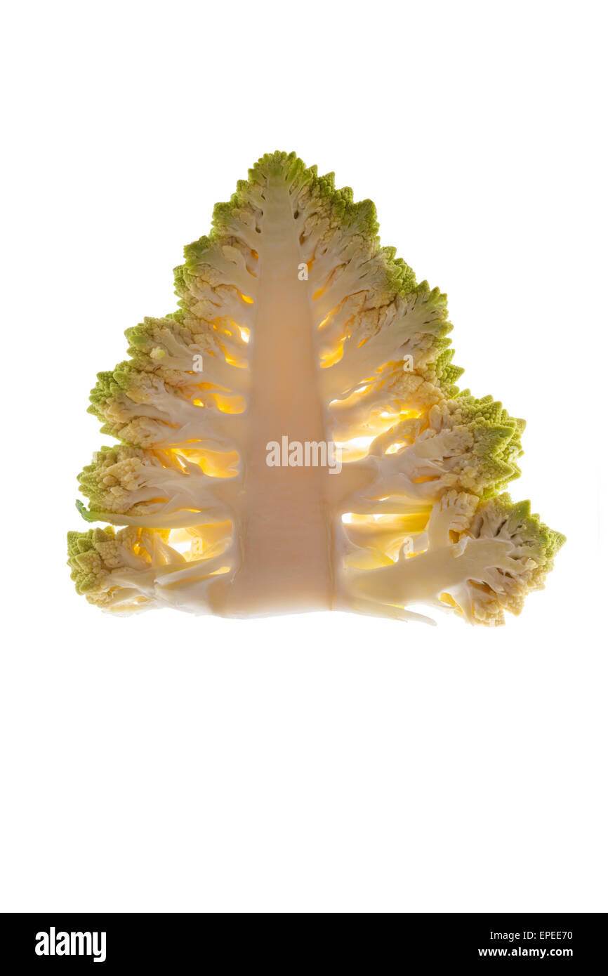 Gesunde Weihnachten Essen. Querschnitt von frischem Romanesco Brokkoli sah aus wie Weihnachtsbaum isoliert auf weißem Hintergrund. Stockfoto