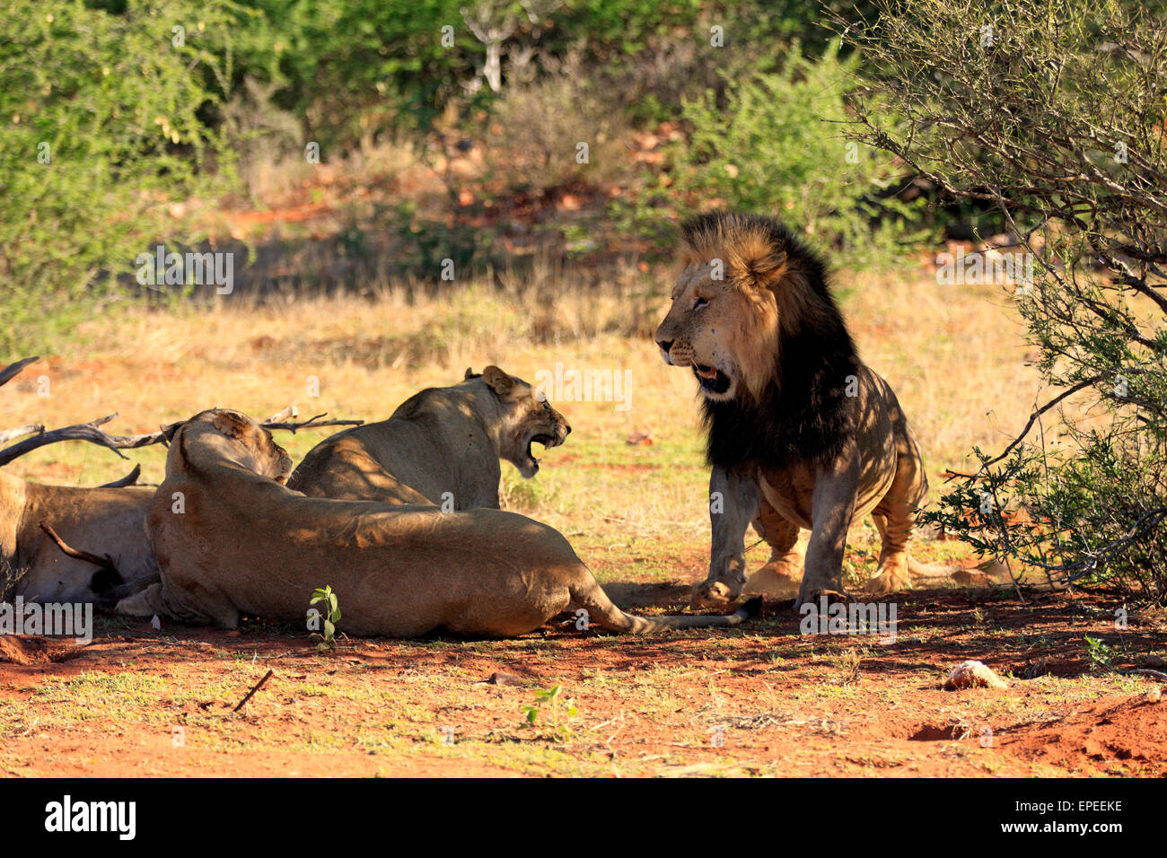 Löwen (Panthera Leo), Tswalu Game Reserve, Kalahari-Wüste, Nordkap, Südafrika Stockfoto