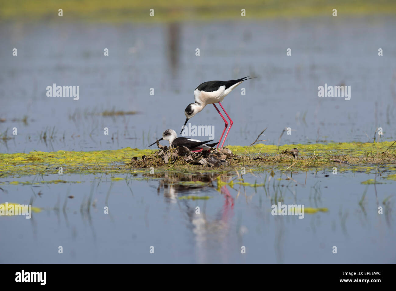 Stelzenläufer (Himantopus Himantopus), paar am Nest, Lake Nationalpark Neusiedlersee, Burgenland, Österreich Stockfoto