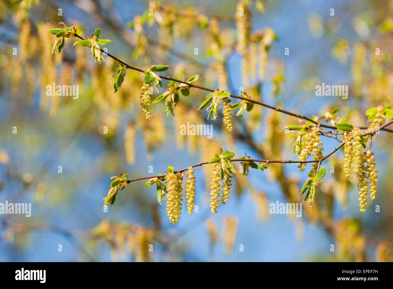 Europäische Hainbuche (Carpinus Betulus), männliche Blütenstände, Niedersachsen, Deutschland Stockfoto