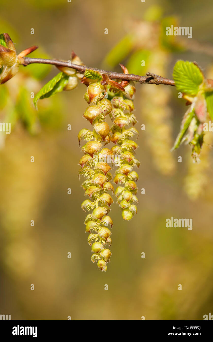 Europäische Hainbuche (Carpinus Betulus), männliche Blütenstände