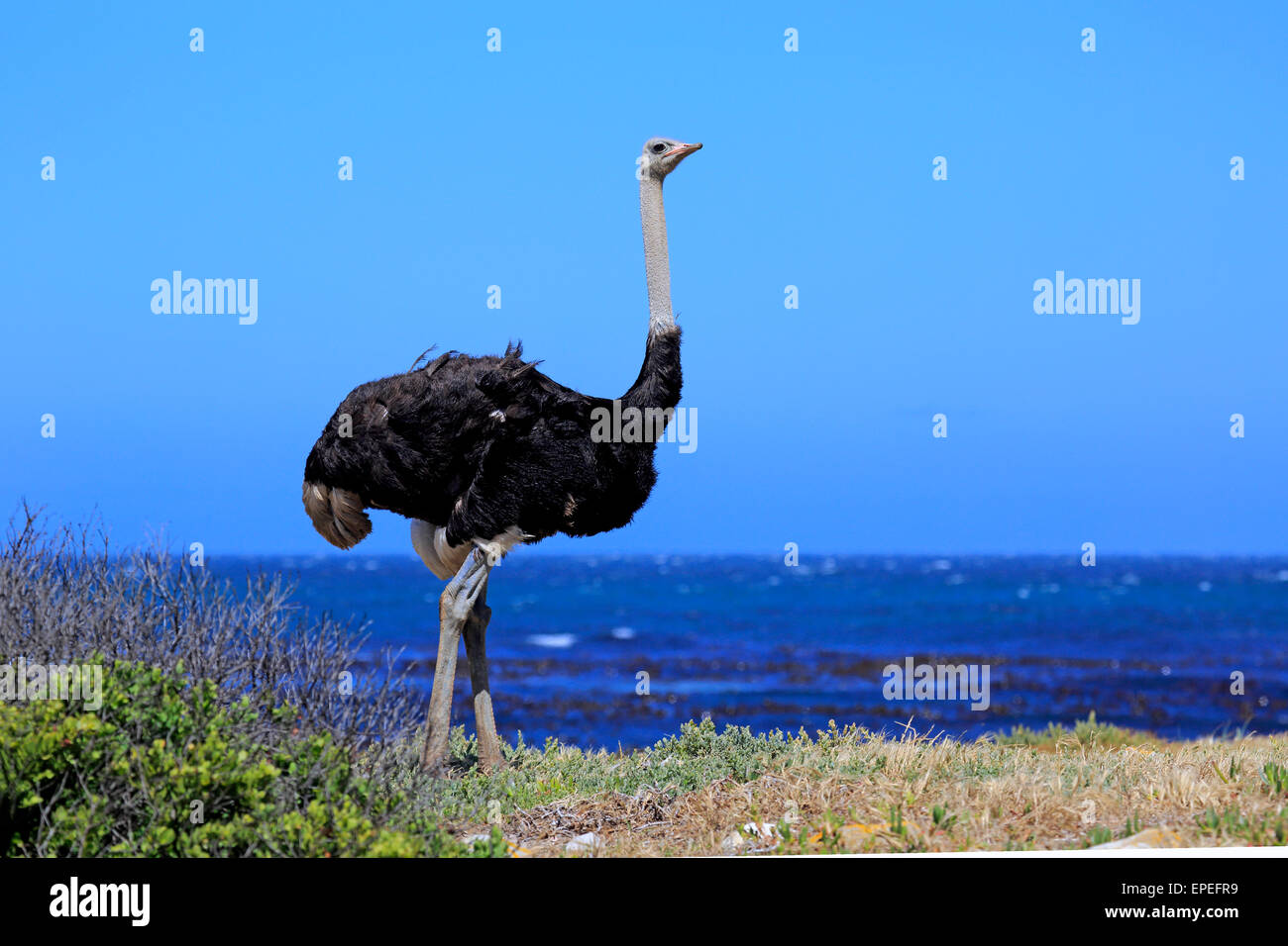 Südafrikanischen Strauß (Struthio Camelus Australis), Männchen, Kap der