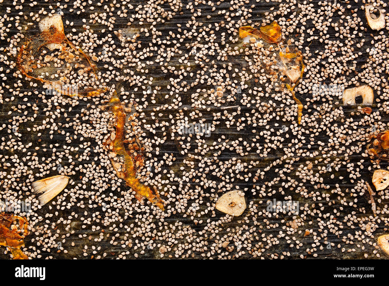 Essbare Algen Nori texturiert abstrakten Hintergrund. Japanische und asiatische gesunde Algen Essen. Stockfoto