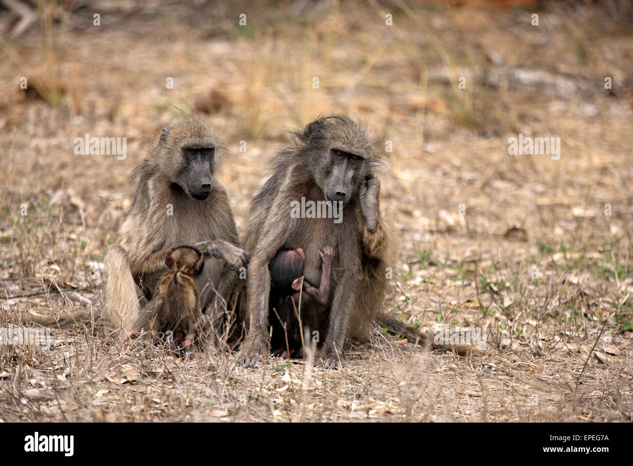 Chacma Paviane (Papio Ursinus), Weibchen mit Jungtieren, Spanferkel, Krüger Nationalpark, Südafrika Stockfoto