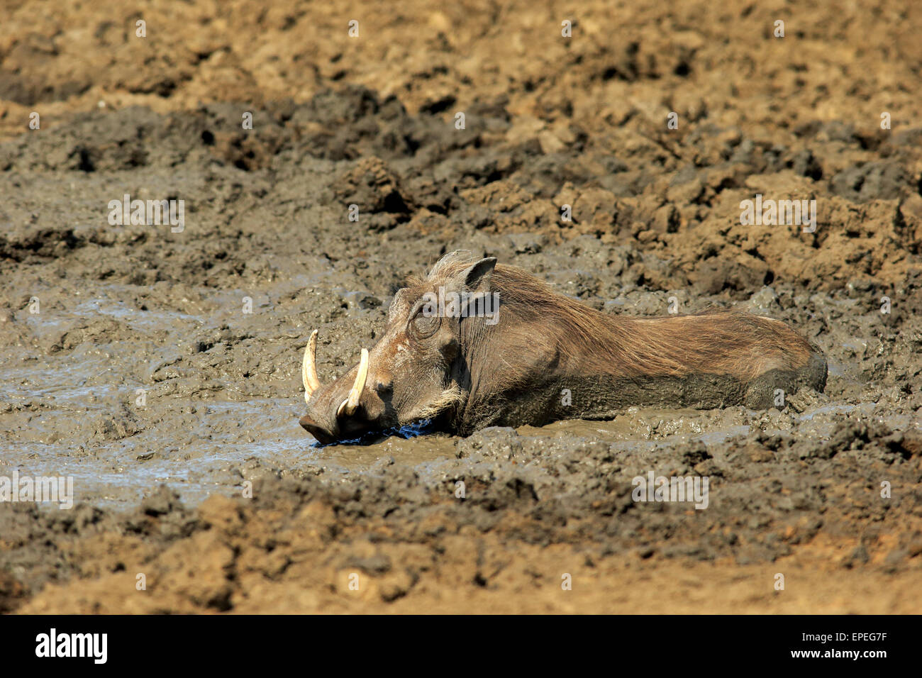 Warzenschwein (Phacochoerus Aethiopicus), Erwachsene, nachdem ein Schlammbad, Krüger Nationalpark, Südafrika Stockfoto