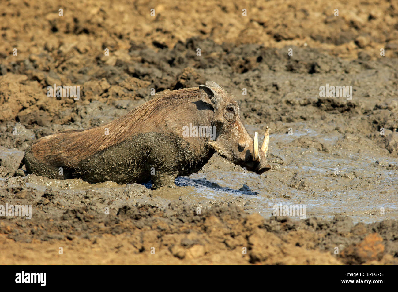 Warzenschwein (Phacochoerus Aethiopicus), Erwachsene, nachdem ein Schlammbad, Krüger Nationalpark, Südafrika Stockfoto