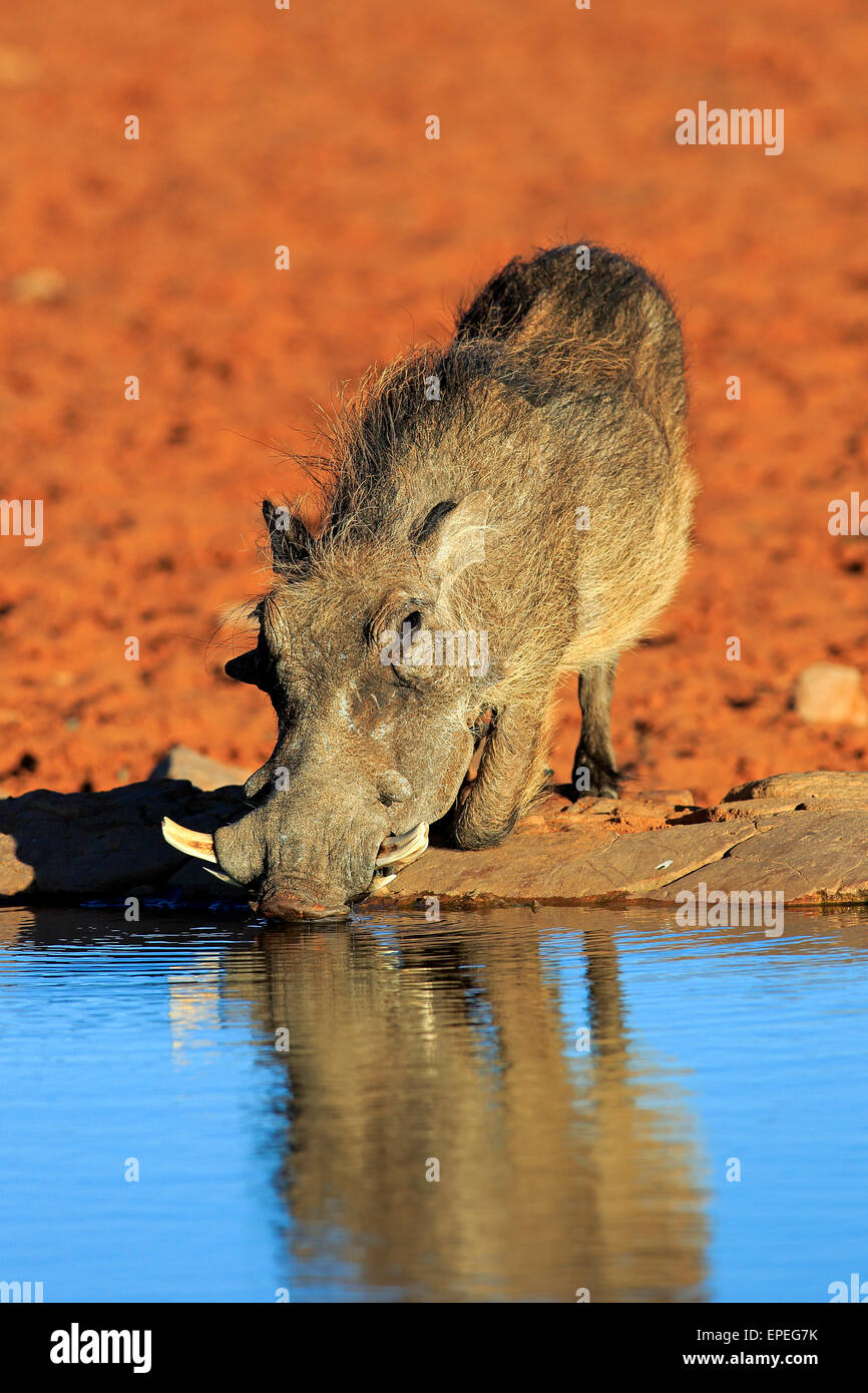 Warzenschwein (Phacochoerus Aethiopicus), Erwachsene, an der Wasserstelle, trinken, Tswalu Game Reserve, Kalahari-Wüste, Nordkap Stockfoto