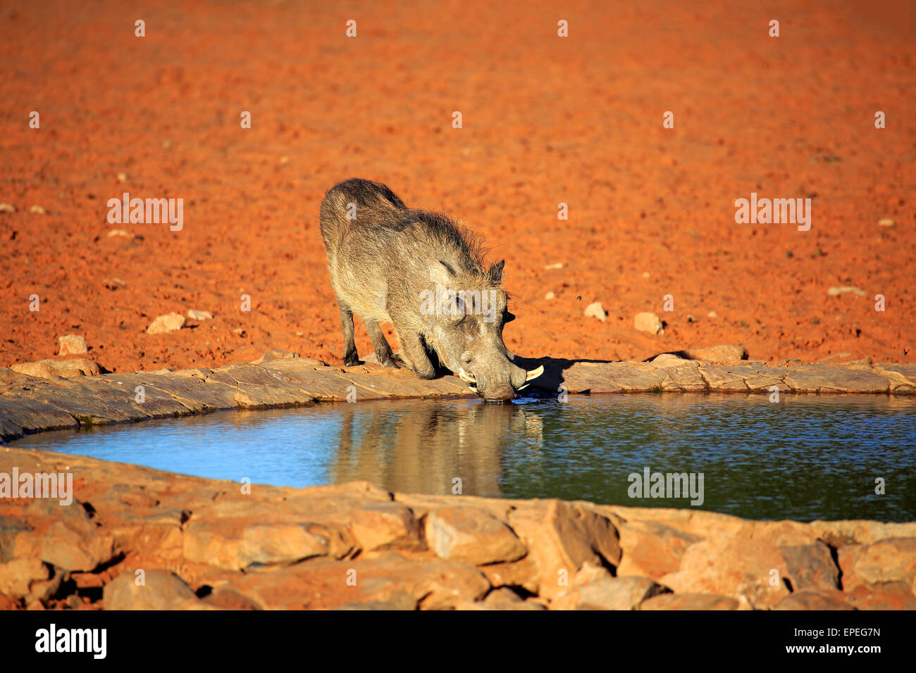 Warzenschwein (Phacochoerus Aethiopicus), Erwachsene, an der Wasserstelle, trinken, Tswalu Game Reserve, Kalahari-Wüste, Nordkap Stockfoto