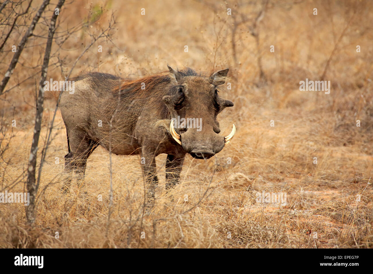Warzenschwein (Phacochoerus Aethiopicus), Erwachsene, Krüger Nationalpark, Südafrika Stockfoto