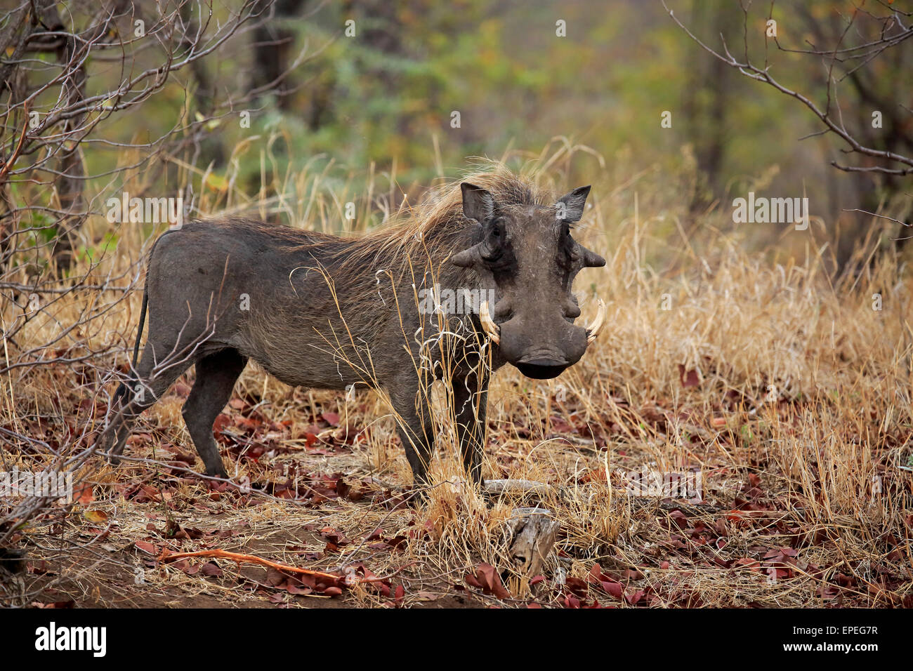 Warzenschwein (Phacochoerus Aethiopicus), Erwachsene, Krüger Nationalpark, Südafrika Stockfoto