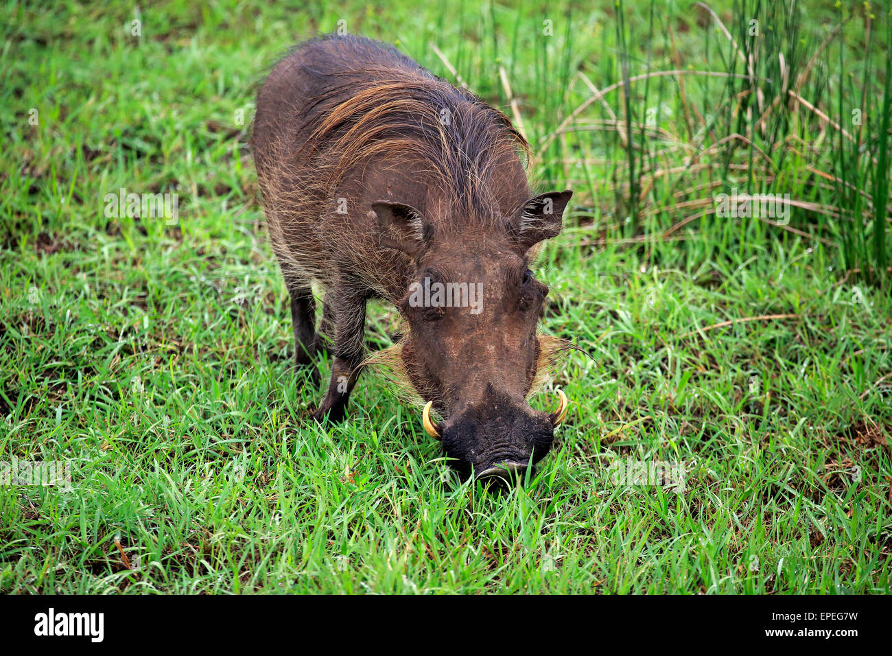 Warzenschwein (Phacochoerus Aethiopicus), Erwachsene, Fütterung, iSimangaliso Wetland Park, Kwazulu Natal, Südafrika Stockfoto