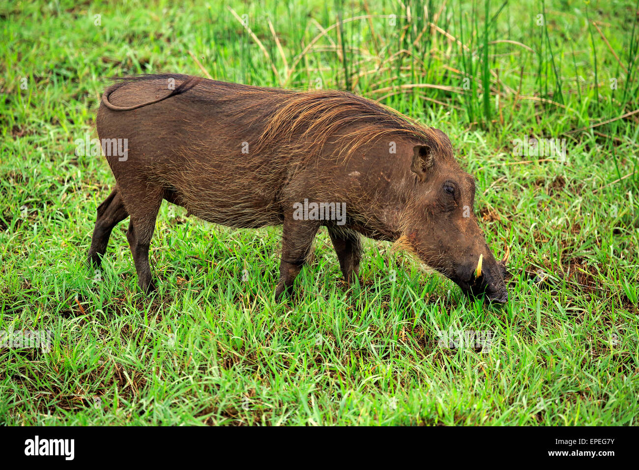 Warzenschwein (Phacochoerus Aethiopicus), Erwachsene, Fütterung, iSimangaliso Wetland Park, Kwazulu Natal, Südafrika Stockfoto