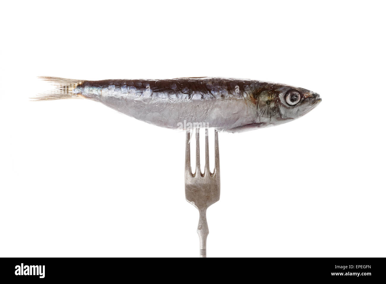 Frische Sardinen Fisch auf Silber Gabel auf schwarzem Hintergrund isoliert. Kulinarischen Meeresfrüchte essen. Stockfoto