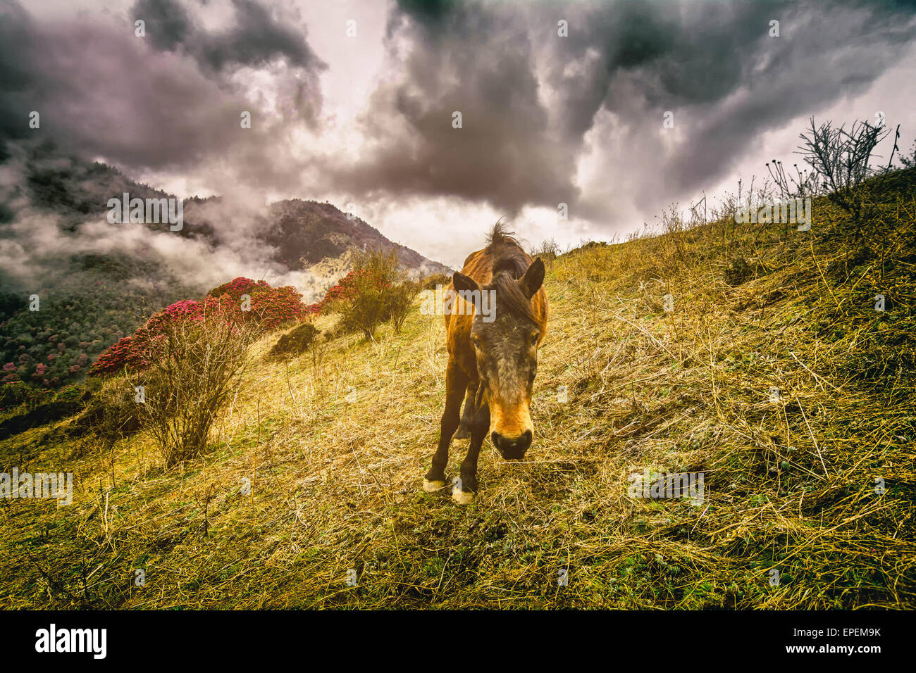 Wildpferde im Himalaya, Nepal Stockfoto
