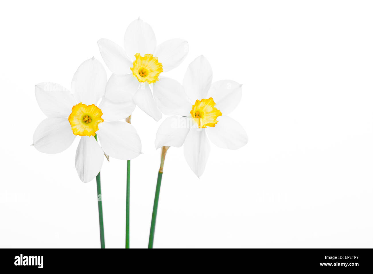 Frühling Blumen Rahmen, schöne frische Narzissen Blumen Stockfoto