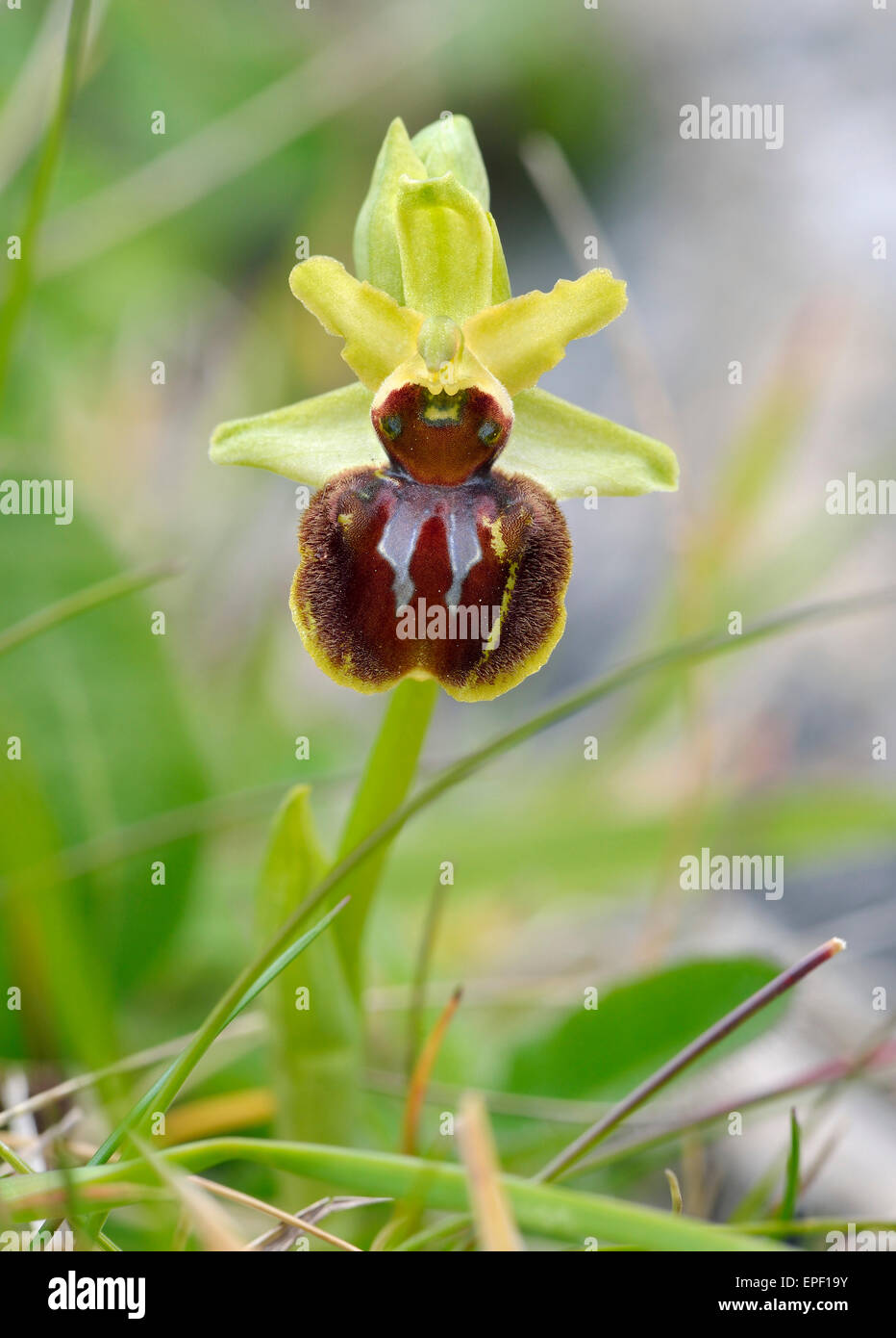 Frühen Spider Orchid - Ophrys Sphegodes seltene Blume Stockfoto