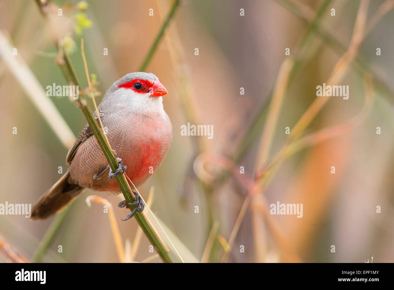 Gemeinsamen Wellenastrild Stockfoto