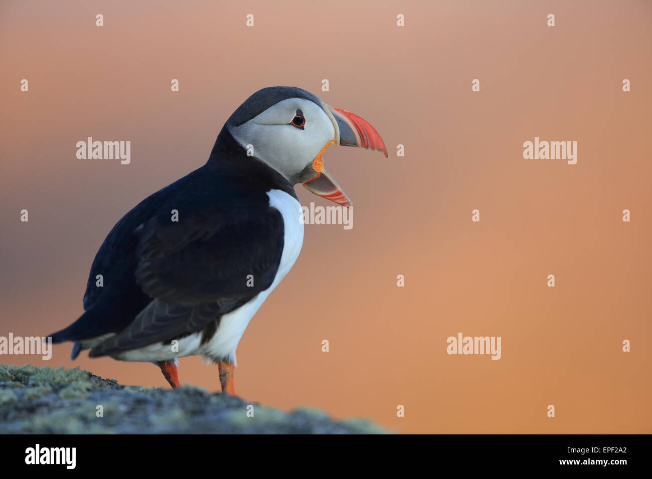Papageitaucher-Norwegen Stockfoto
