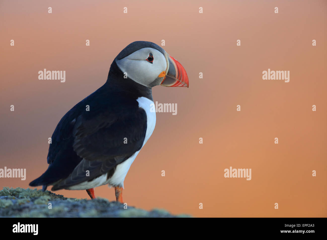 Papageitaucher-Norwegen Stockfoto