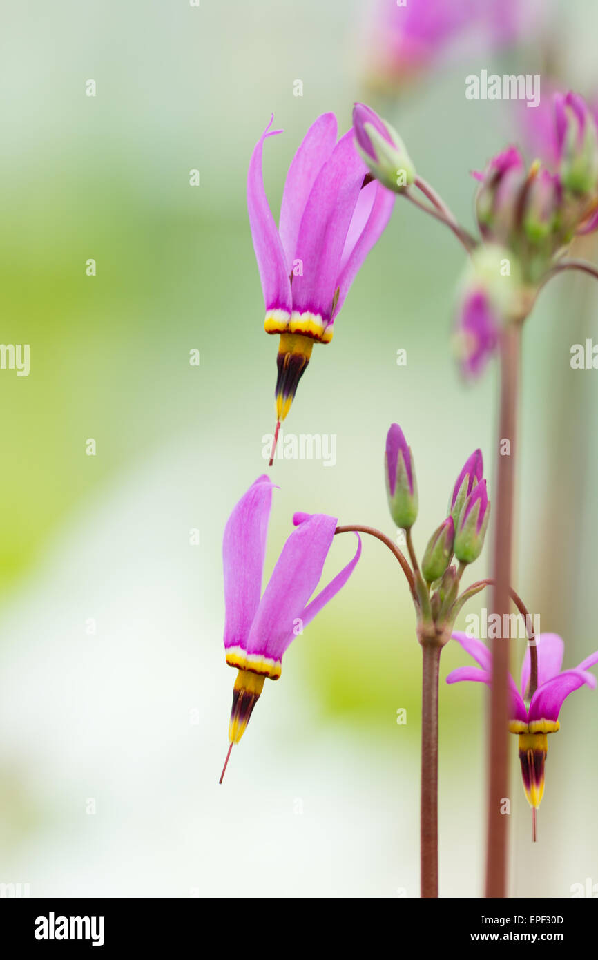 Detail der rosa blühende Blume Stockfoto