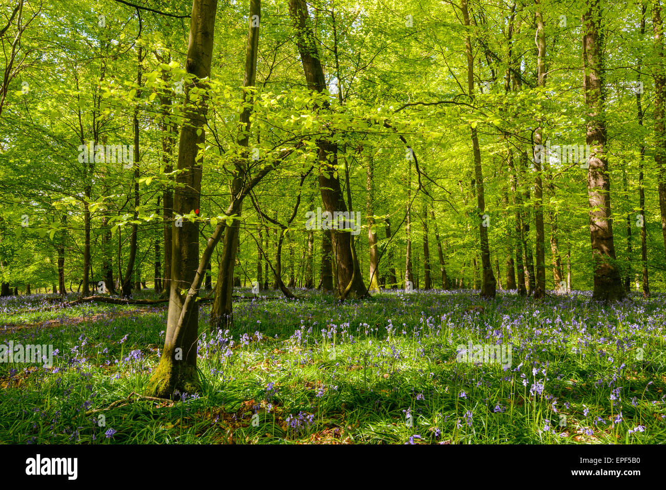 Frühling im Wald des Dekans, Gloucestershire England UK mit Bäumen bei gefleckten Sonnenschein, Blätter, Äste und Baumstämme. Stockfoto