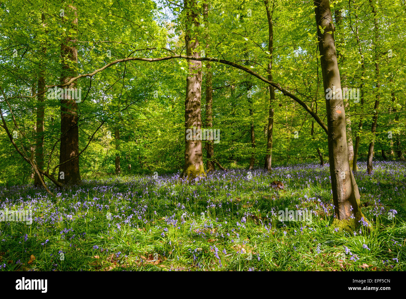 Frühling im Wald des Dekans, Gloucestershire England UK mit Bäumen bei gefleckten Sonnenschein, Blätter, Äste und Baumstämme. Stockfoto
