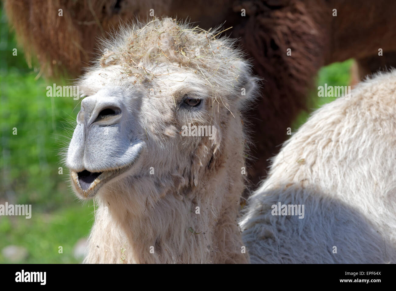 Baktrischen Kamel (Camelus Bactrianus) ist groß, sogar-toed Huftier gebürtig zu den Steppen Zentralasiens. Die beiden Arten von Stockfoto