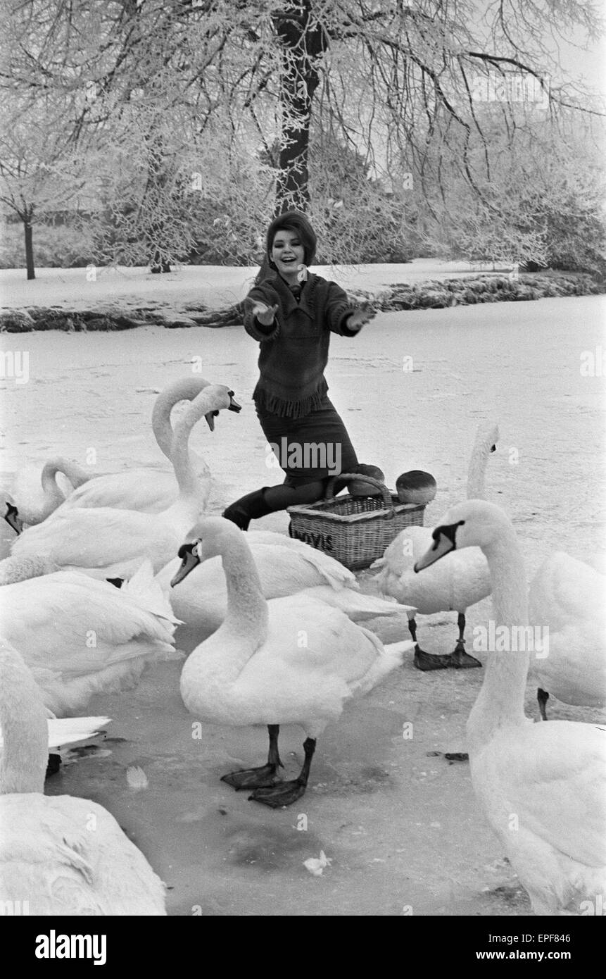 Hier abgebildete Schauspielerin Mandy Müller, ehemaliger Kindstern Film, Fütterung Schwäne am Fluss Avon. Zum ersten Mal seit vielen Jahren am 25. Januar 1963 war der Fluss zugefroren. Stockfoto