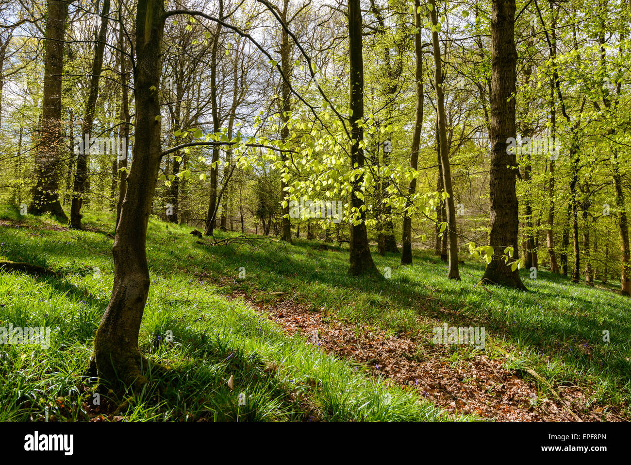 Frühling in der Forest of Dean mit neuen Blättern an Bäumen und Waldweg. Stockfoto