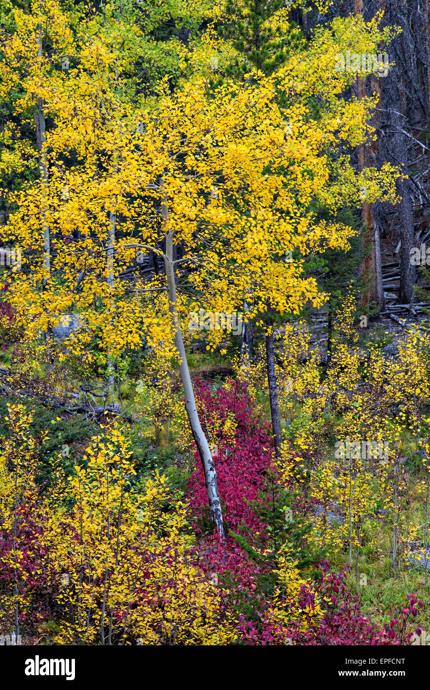 Leuchtende Herbstblätter im Humbug Turmspitzen Wildnis Untersuchungsgebiet in der Nähe von Butte, Montana. Stockfoto