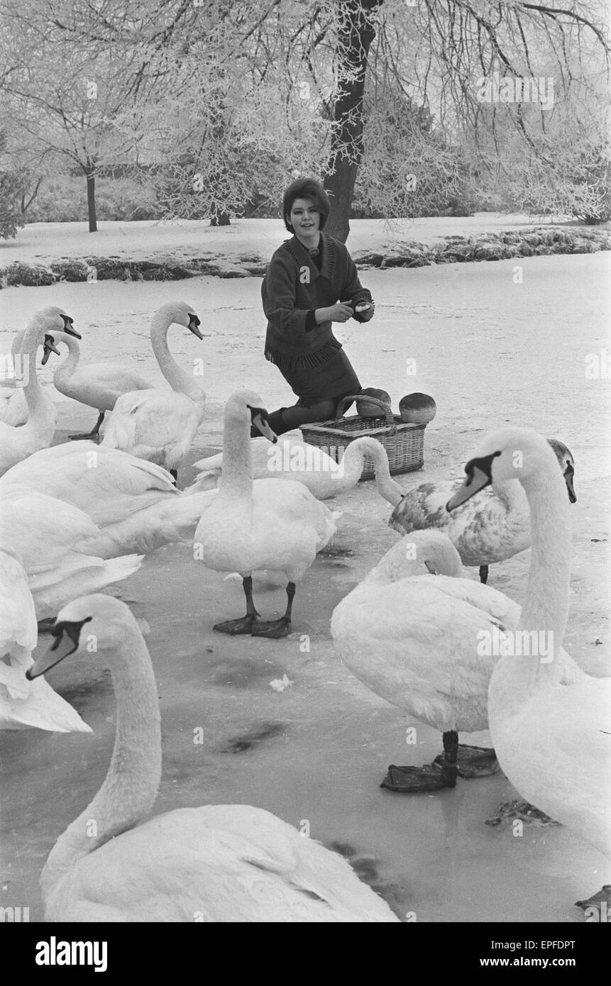 Schauspielerin Mandy Müller, ehemaliger Kindstern Film ist hier abgebildet Fütterung Schwäne am Fluss Avon, die zum ersten Mal in vielen Jahren zugefroren war. 25. Januar 1963. Stockfoto