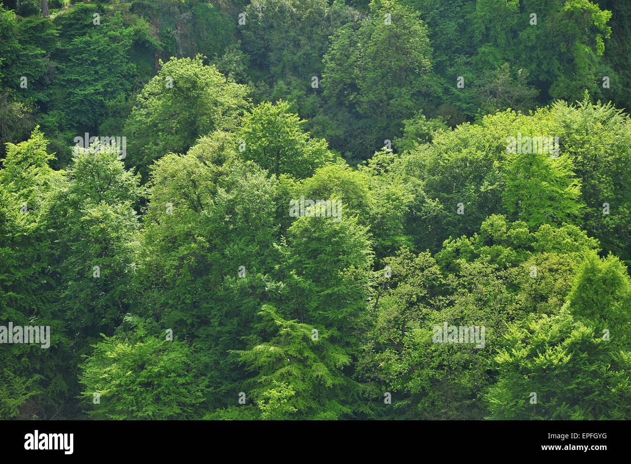 Laub auf Bäumen entlang des Flusses Avon Gorge neben die Clifton Suspension Bridge in Bristol. Stockfoto