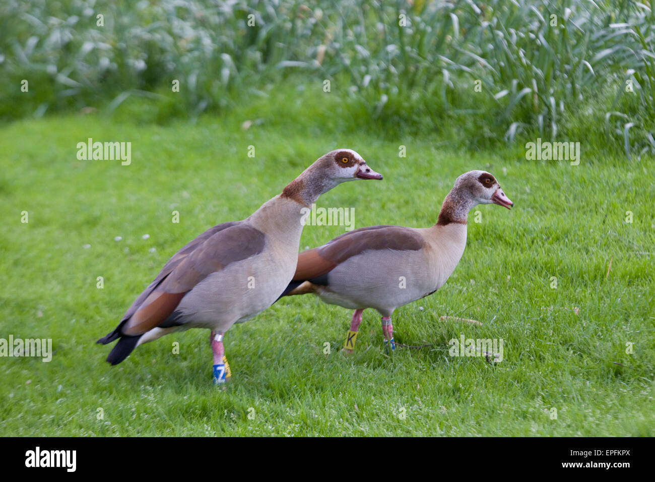 Ägyptische Gänse zu Fuß auf der Wiese Stockfoto