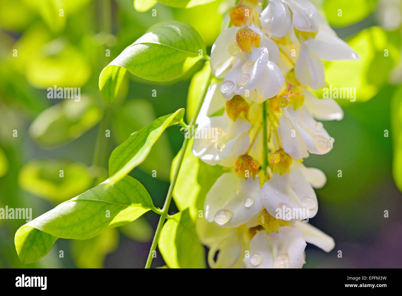 Robinie Honig mit Akazien-Blüten in der Natur Stockfoto