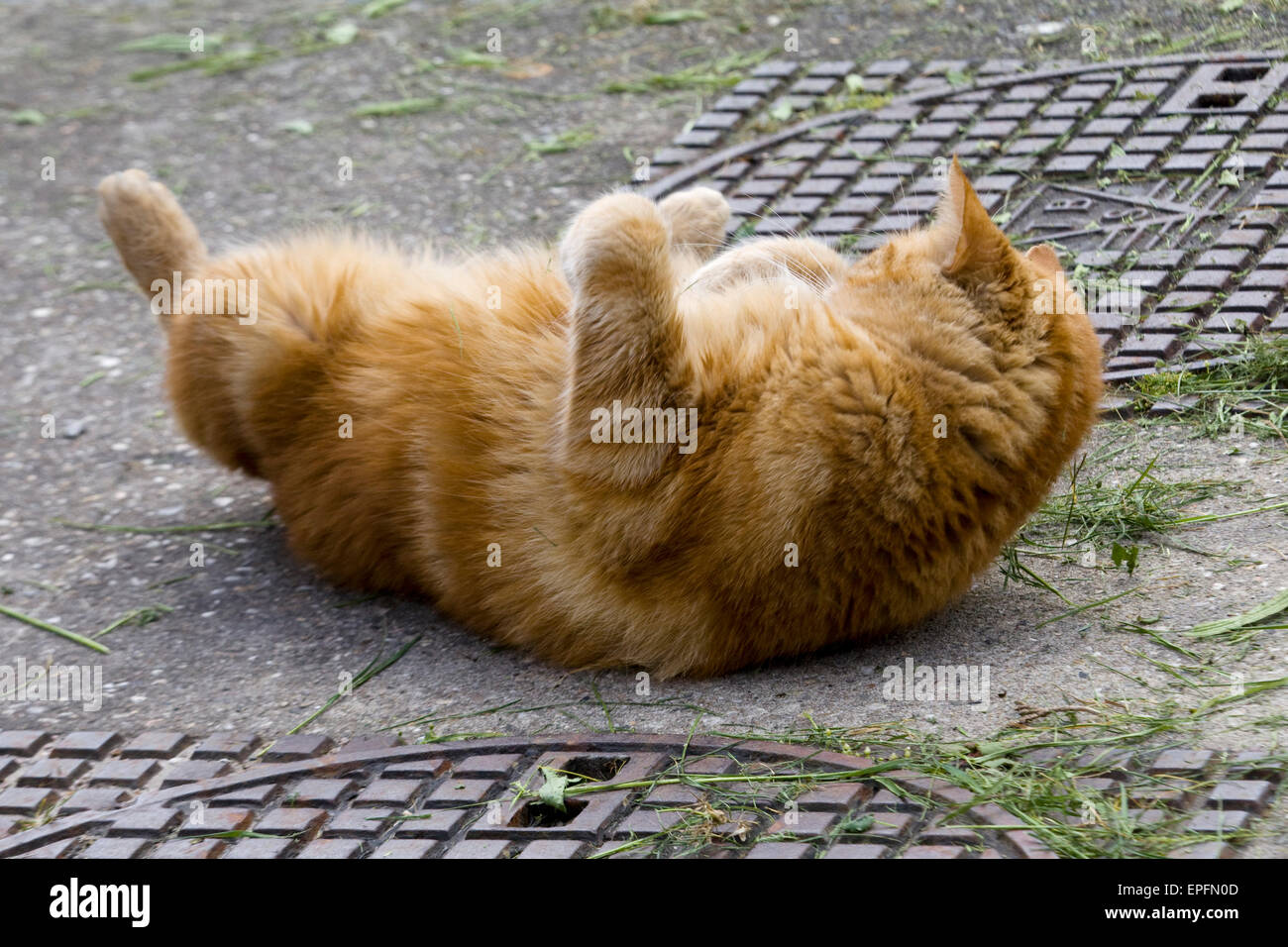 Ingwer Katze auf einem Pflaster Stockfoto