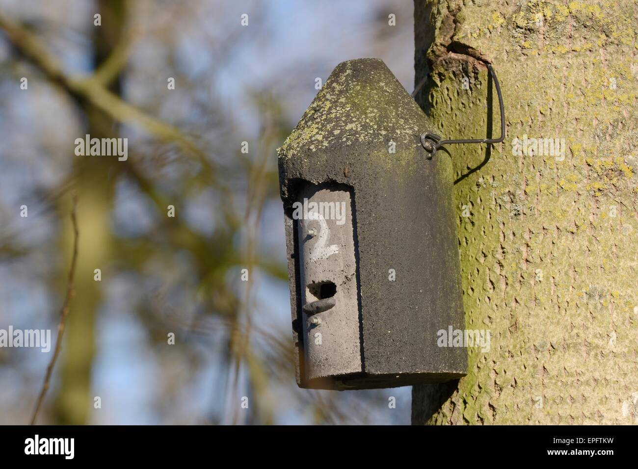 Fledermauskasten hängen von einem Baum, Rutland Wasser Nature Reserve, Rutland, UK, November Stockfoto