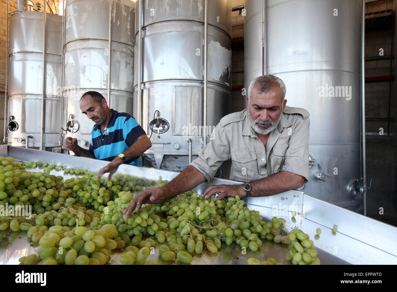 Arbeiter in Cremisan Weingut betrieben und verwaltet von der Salesianer Don Boscos Kongregation. Beit Jala bei Bethlehem, Palästina Stockfoto