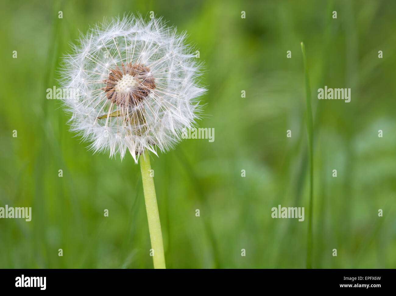 Natur-Hintergrund, Löwenzahn Stockfoto