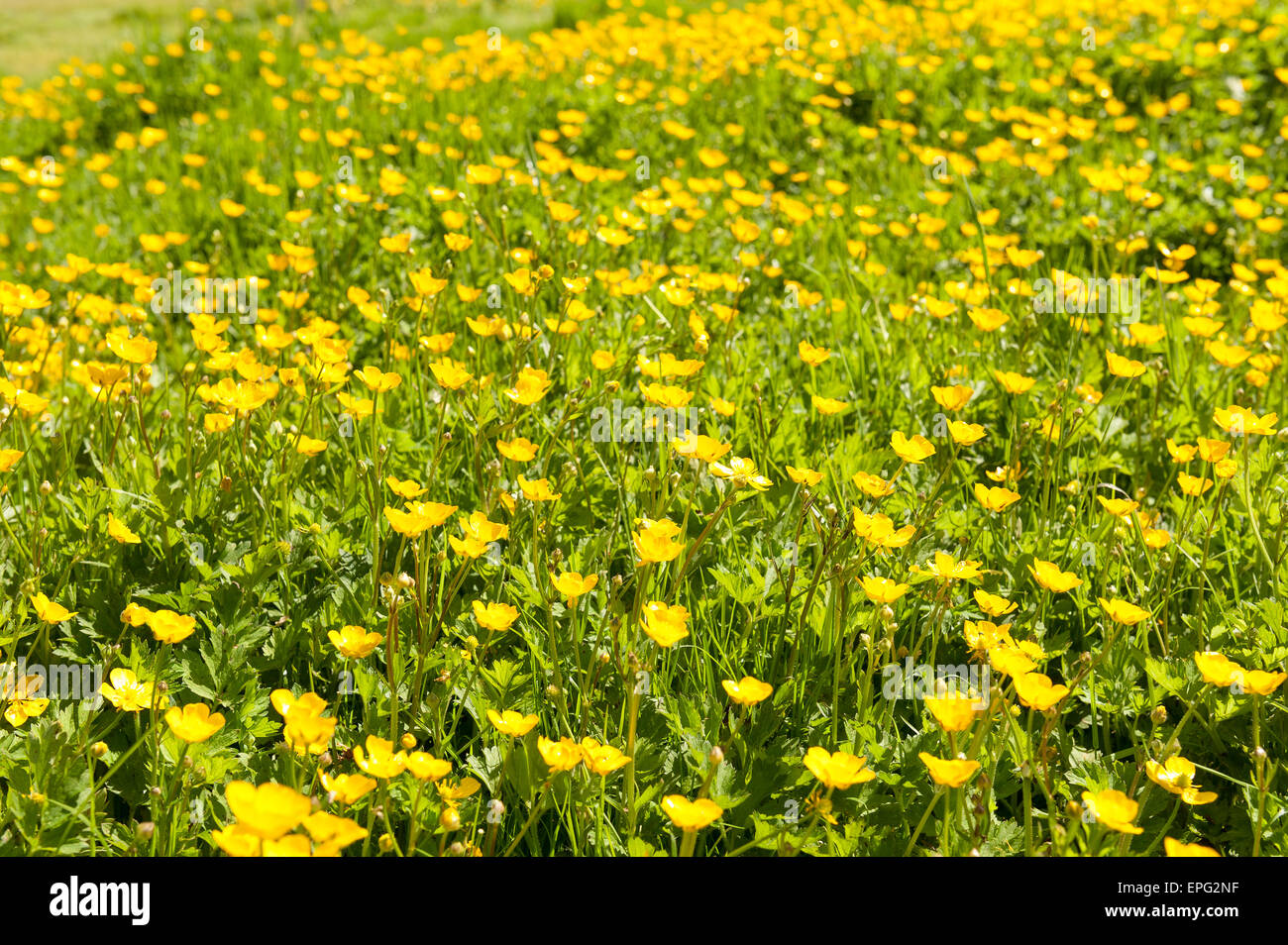 typisch britische Land Seite Fahrerlager von Butterblumen gegen Grenze von Weiden typisch für verträumte Sommertage Sutton bei Hone Stockfoto