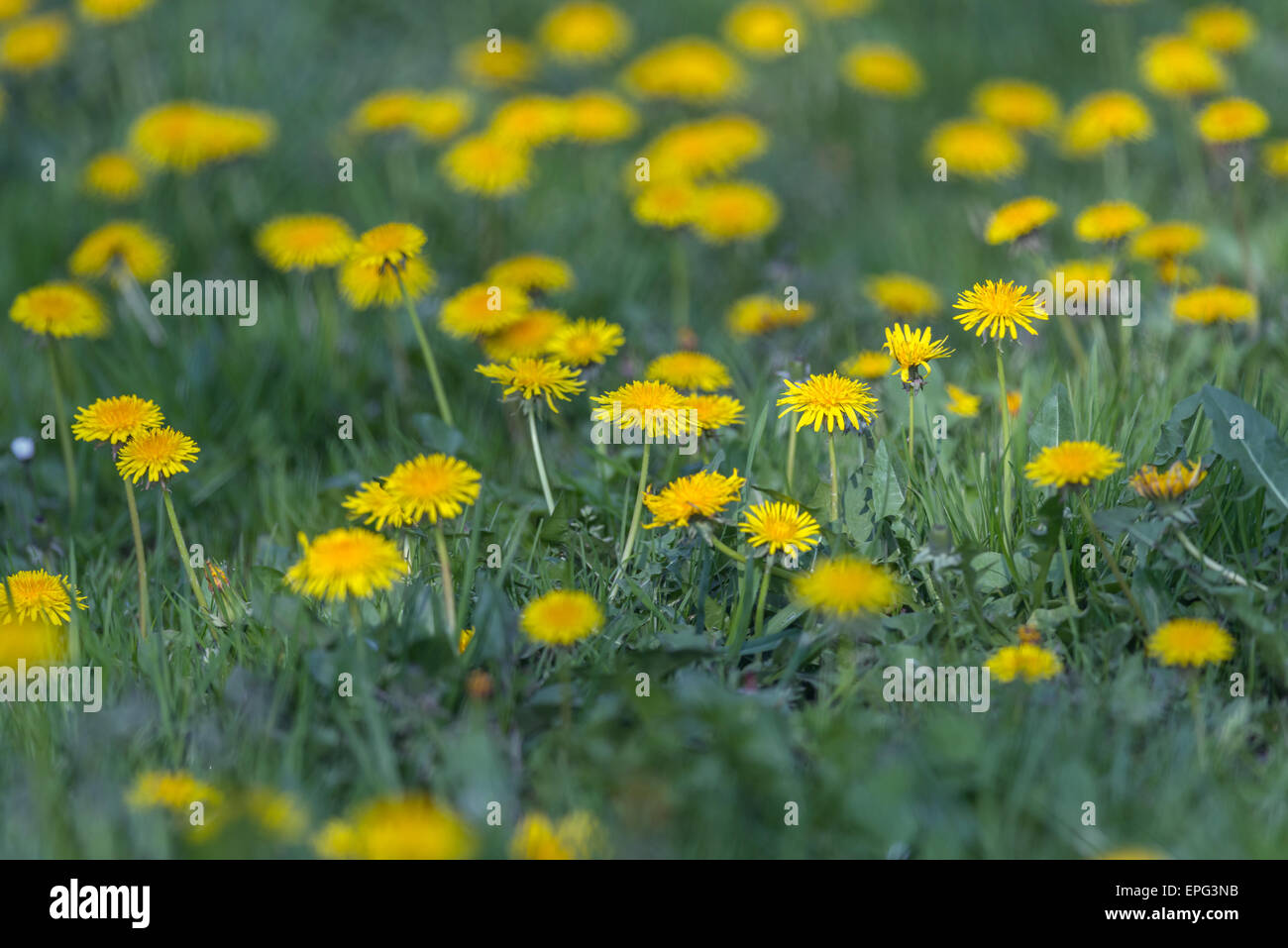 gelber Löwenzahn Feld hautnah Stockfoto