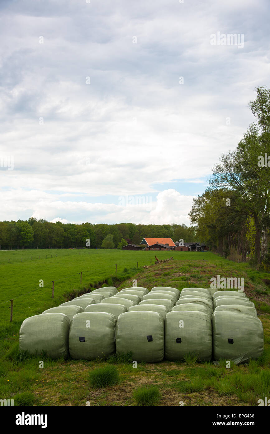 Ballen versiegelten Gras am Bauernhof in den Niederlanden Stockfoto