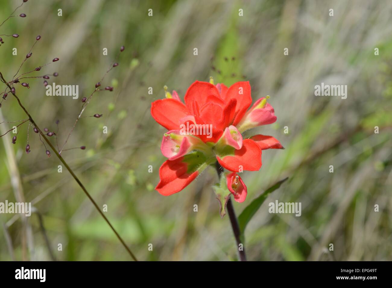 Indian Paintbrush Stockfoto