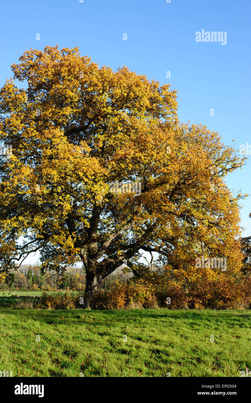 Große Herbstlaub Eiche mit gelbem auf blauen Himmelshintergrund Stockfoto