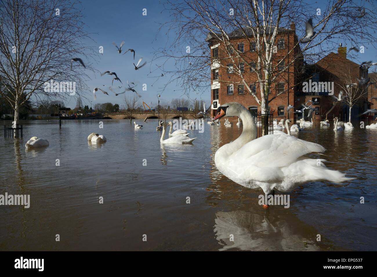 Höckerschwäne (Cygnus Olor) stehen und Schwimmen in der Nähe der alten Kornmühle in Worcester, nach den Fluss Severn seine Banken platzen. Stockfoto