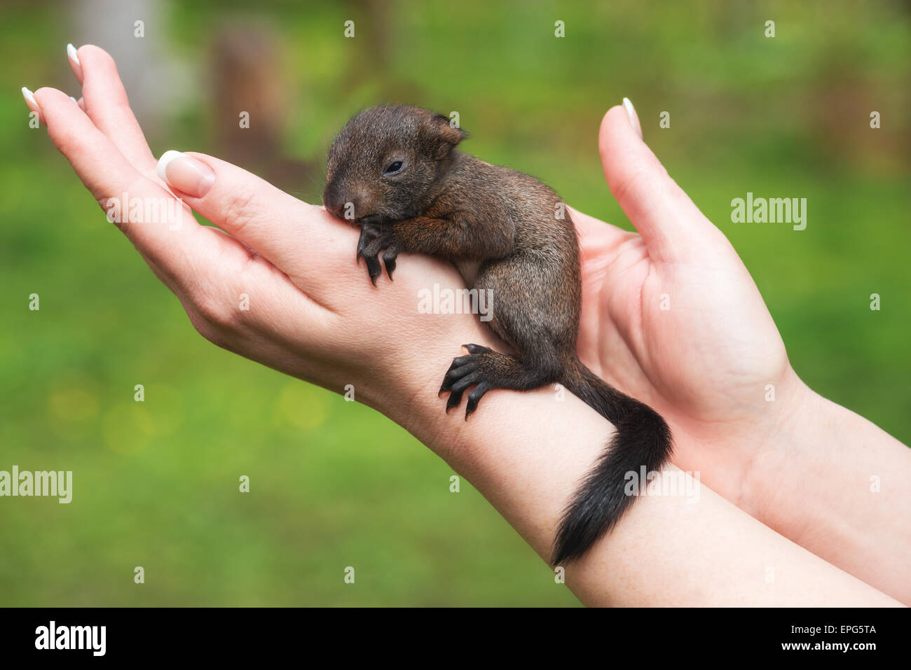 kleines Eichhörnchen in Menschenhand closeup Stockfoto