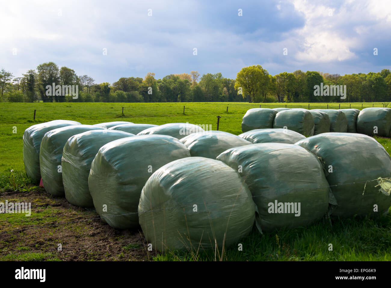 Ballen versiegelten Gras am Bauernhof in den Niederlanden Stockfoto